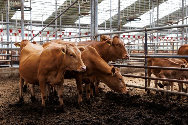 US herds are the smallest in decades.