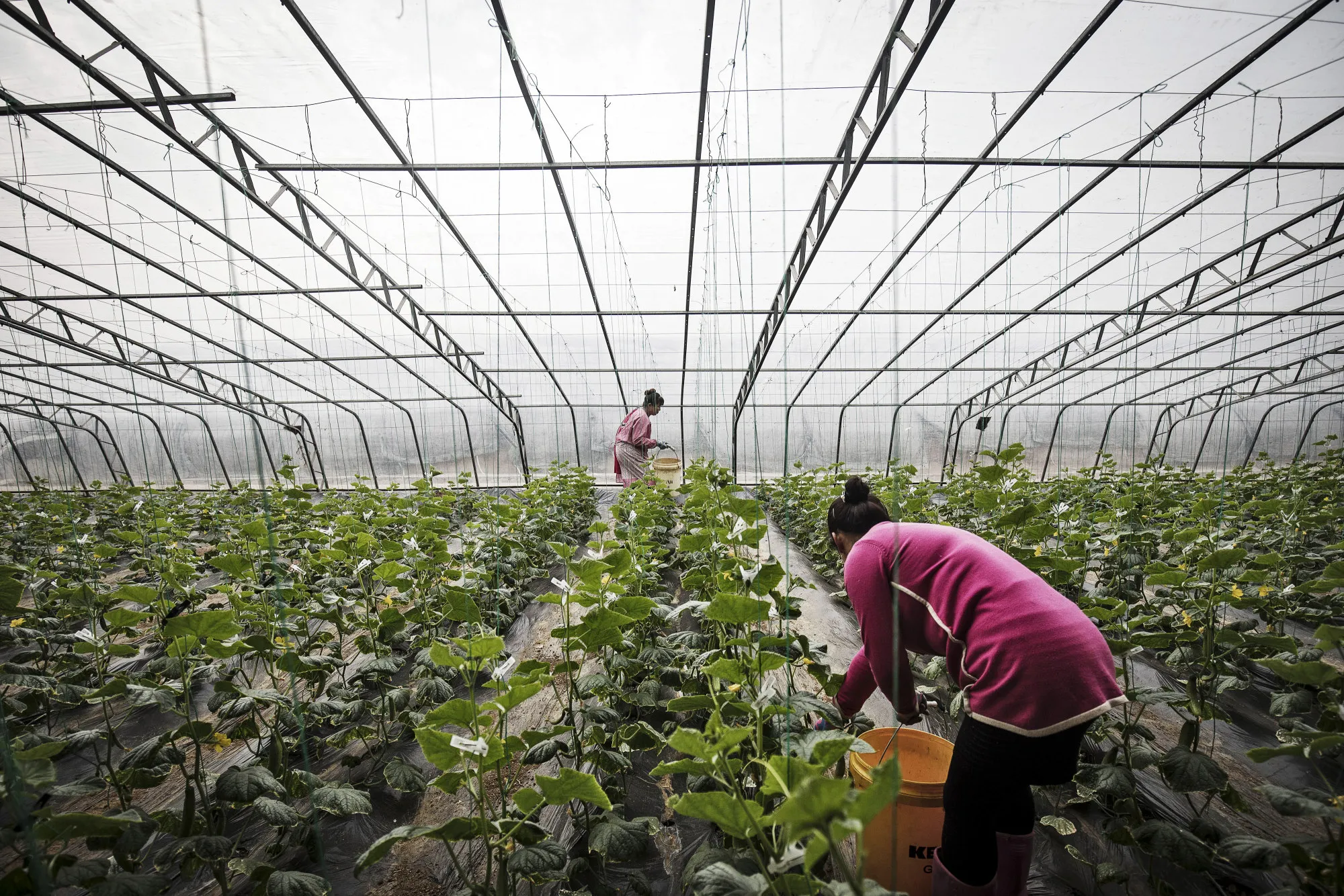 Organic cucumbers are cultivated in winter under glass at the&nbsp;Hesheng Agricultural Technology Development Co. farm in Penglai, China.

