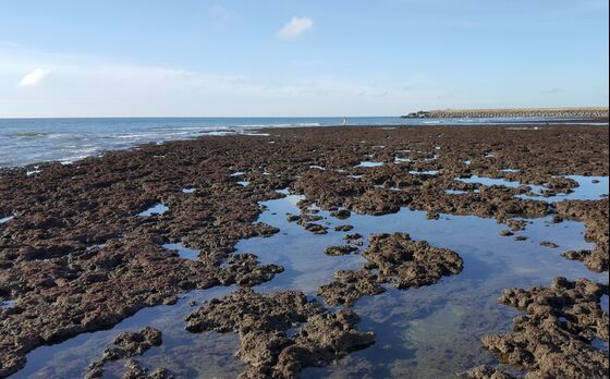 Taiwan’s Reef Activists Told Moving LNG Plant Means Burning More Coal