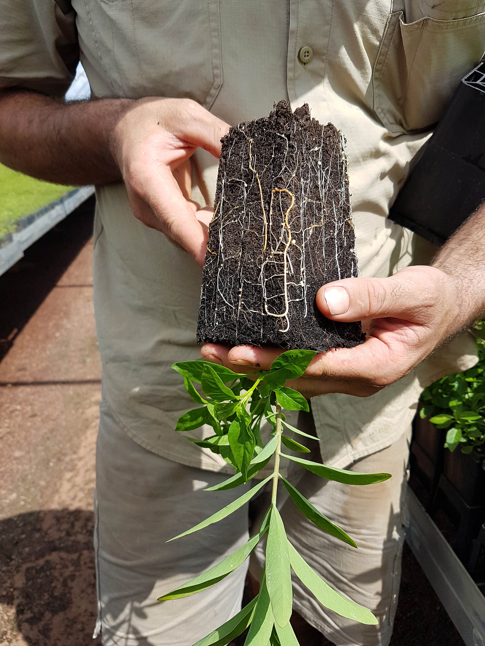 Isha has nurtured the idea of planting trees in the minds of Farmers