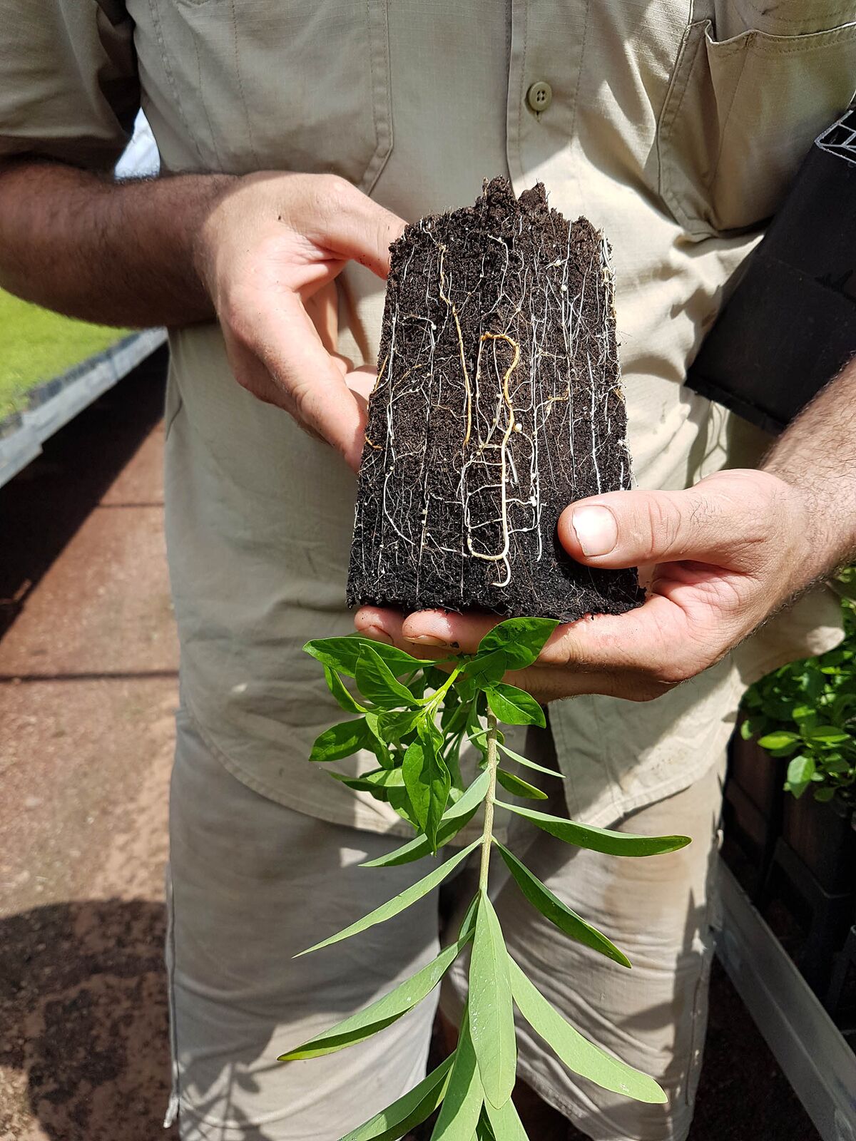australian sandalwood plantation is about to make its owners a lot