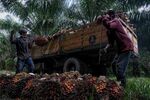 Malaysia continues to struggle with a shortage of workers in key sectors including palm oil.