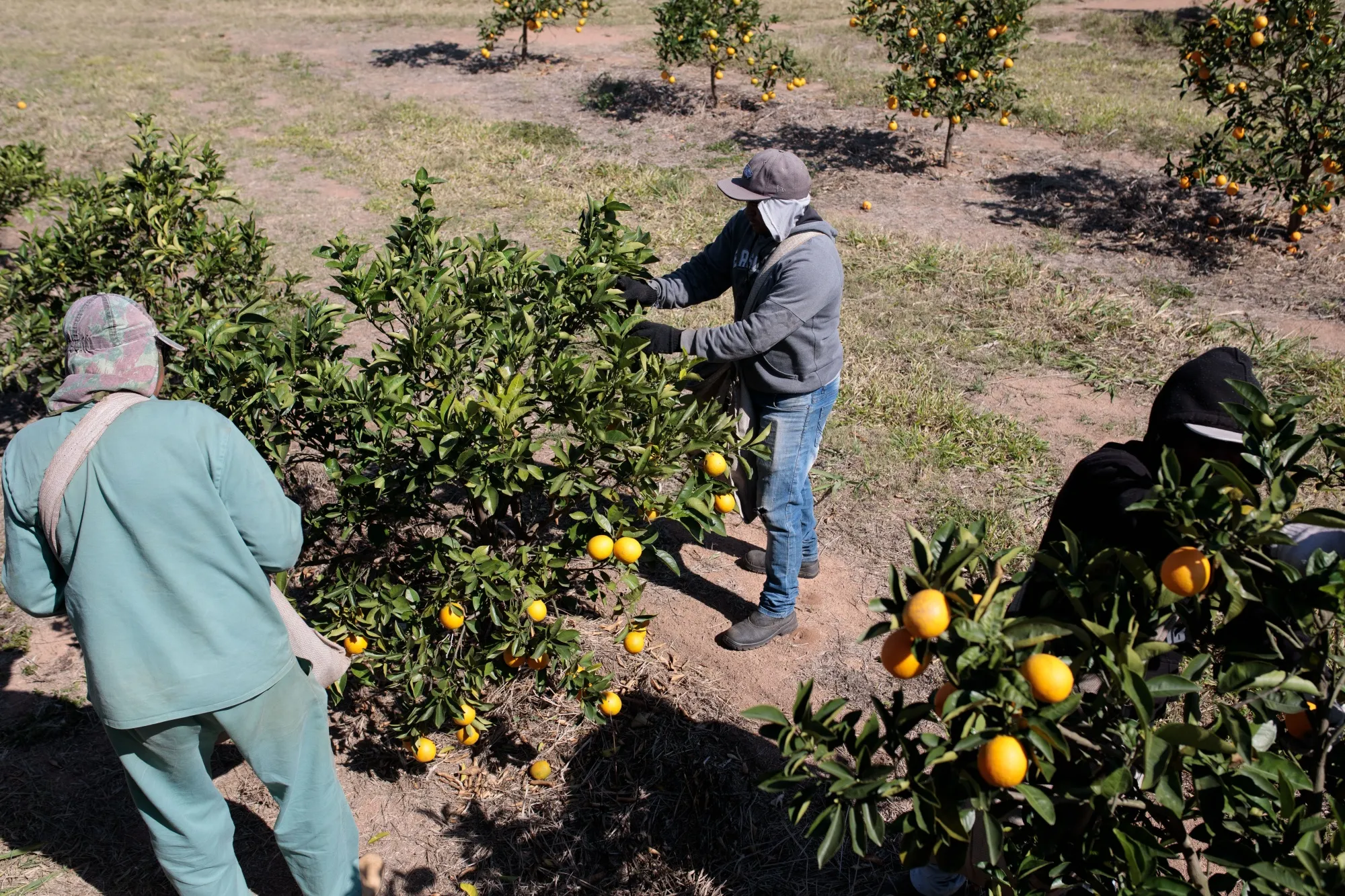 Workers pick oranges at a orchard in Itupeva, Brazil.&nbsp;