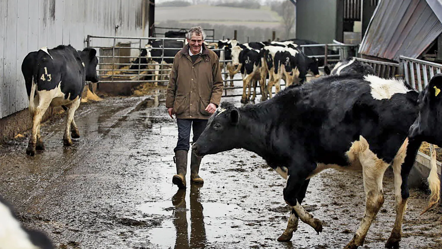 Sussex, England: Gribble has 180 Holstein Friesian cows, the highest-yielding breed.

