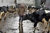Sussex, England: Gribble has 180 Holstein Friesian cows, the highest-yielding breed.
