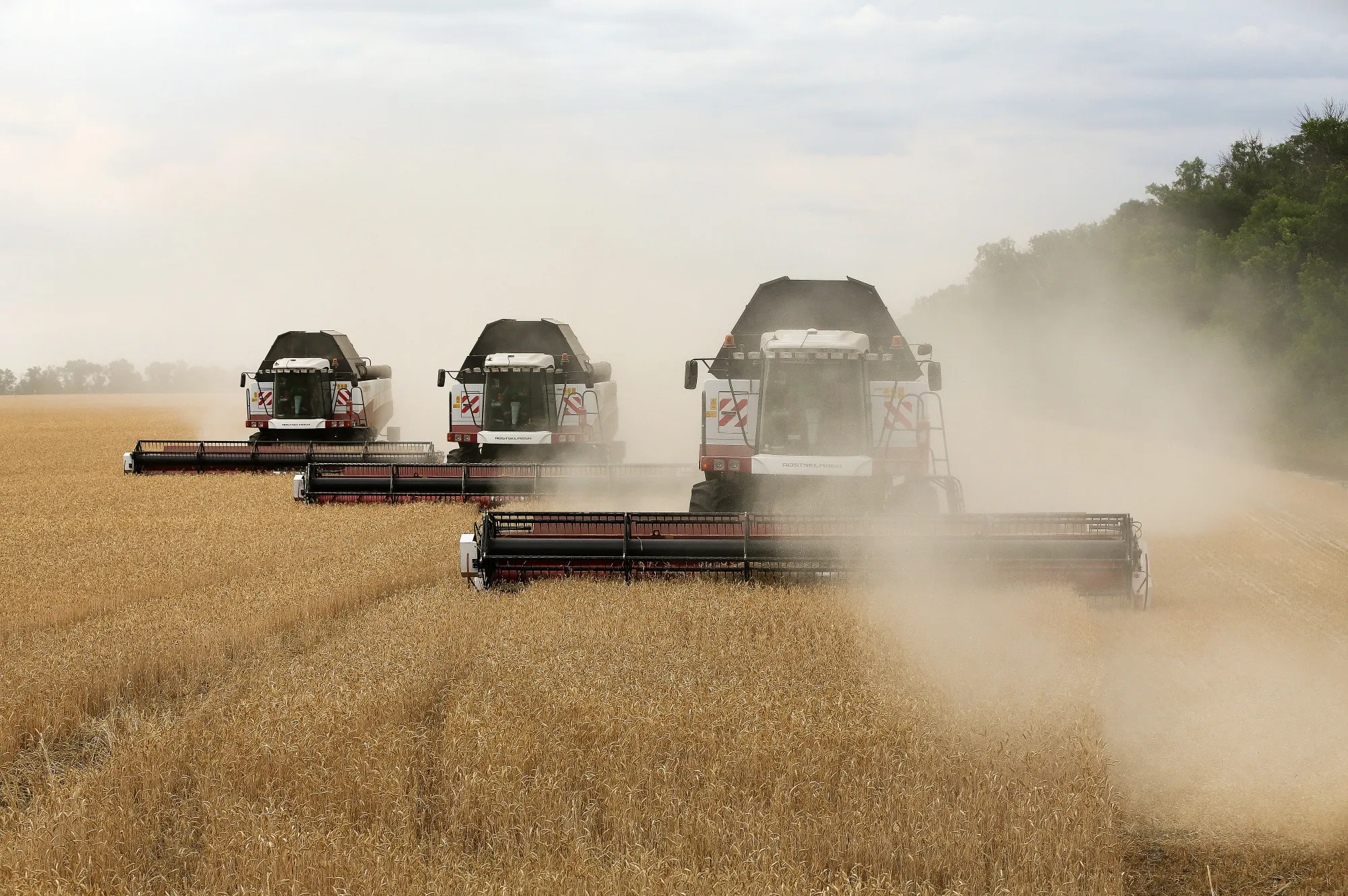 Wheat Harvest By Russian Agricultural Producer Ros Agro Plc Group