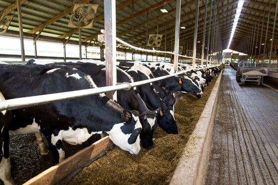 Soon-to-Be-Obsolete Corn Finds New Home as ‘Green’ Cattle Feed