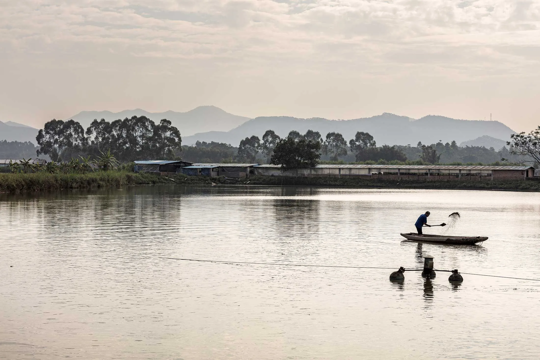 A worker feeds fish at a farm in Datianlang in China’s Guangdong province.&nbsp;The feed is laced with antibiotics.
