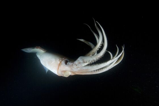 Patagonian Squid Riots Shake South America’s Fishing Leader