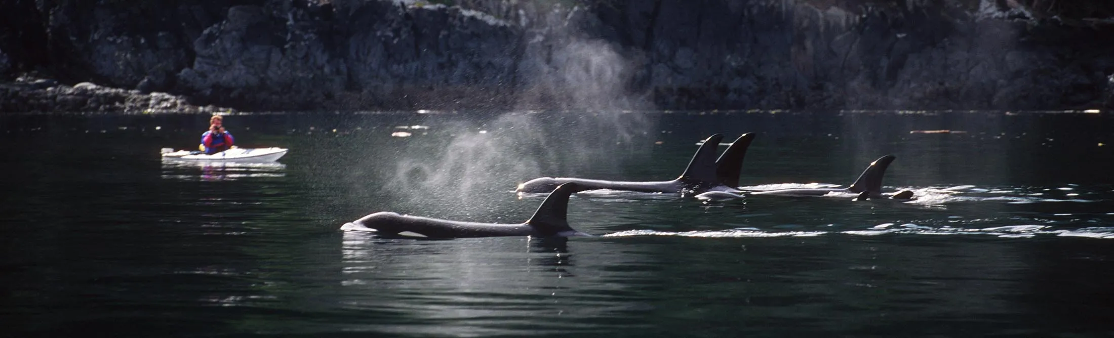 Killer whales (orcinus orca) in the&nbsp;Johnstone Strait, with kayakers, Vancouver Island, British Columbia, Canada.
