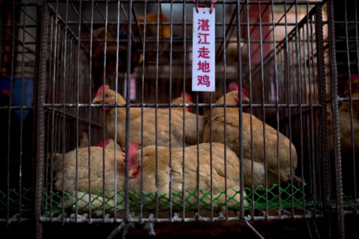 Deadly Virus Finds a Breeding Ground in China's Food Markets - Bloomberg