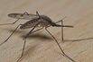 FRANCE-ANIMAL-INSECT-MOSQUITO