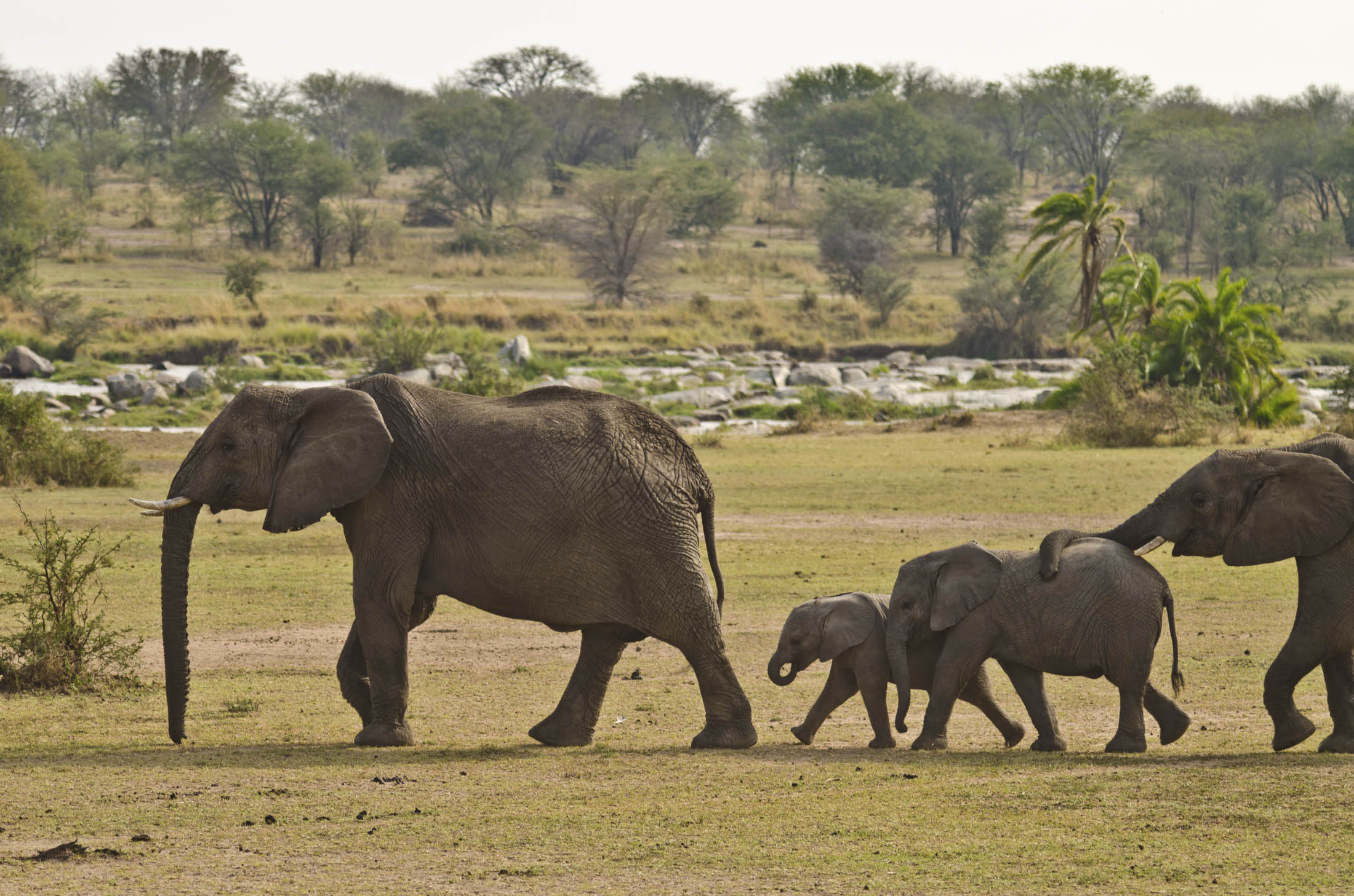 Great Migration Travel Guide in Photos: Kenya, Tanzania Safari - Bloomberg