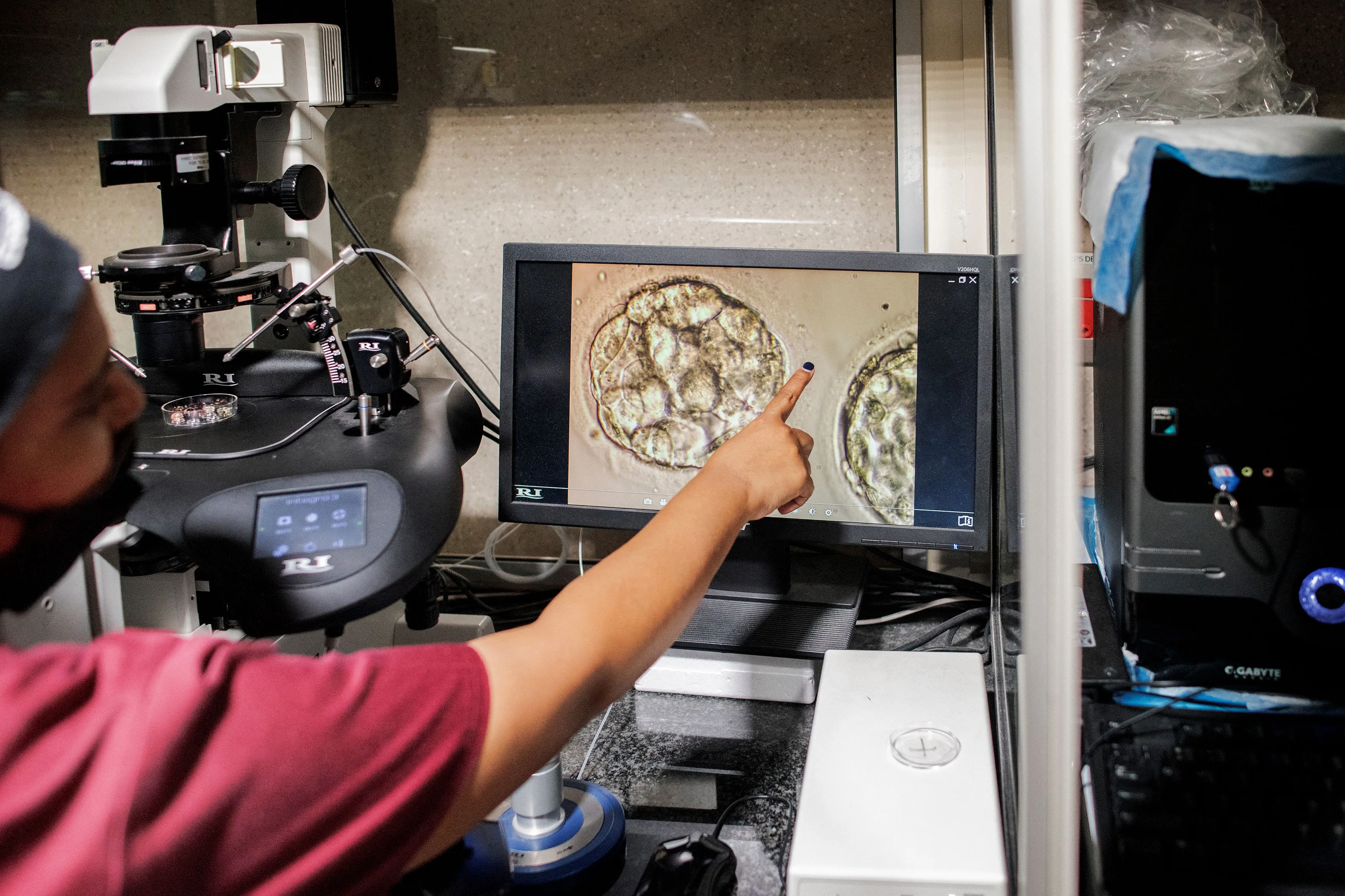 A technician&nbsp;prepares thawed blastocysts during an in-vitro fertilisation process.
