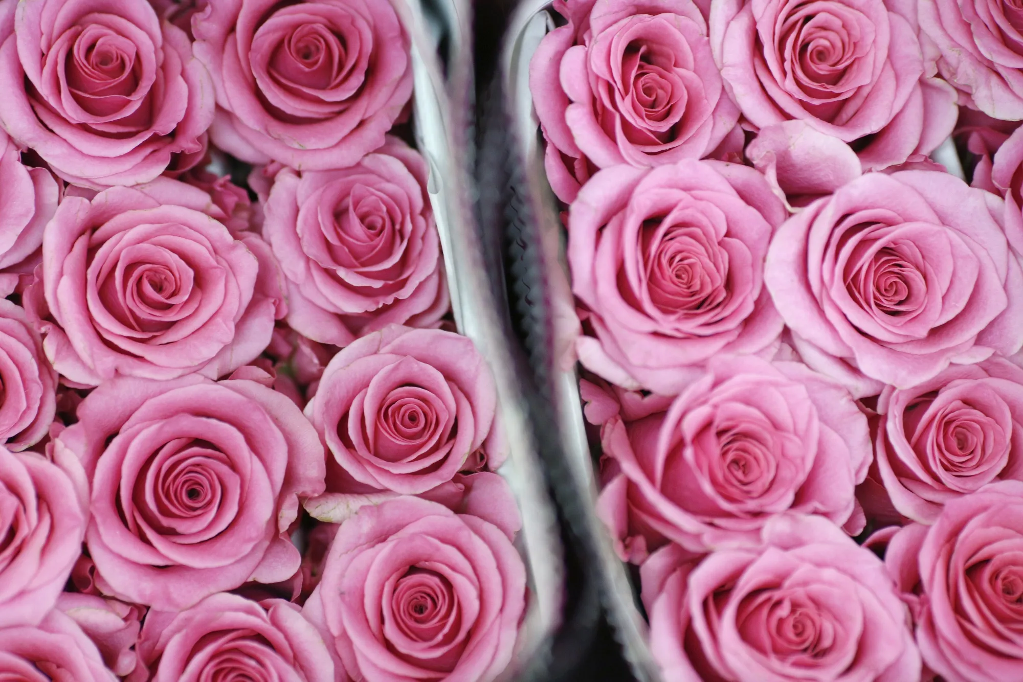 Import Flowers Inc. Warehouse Ahead Of Consumer Comfort Figures 