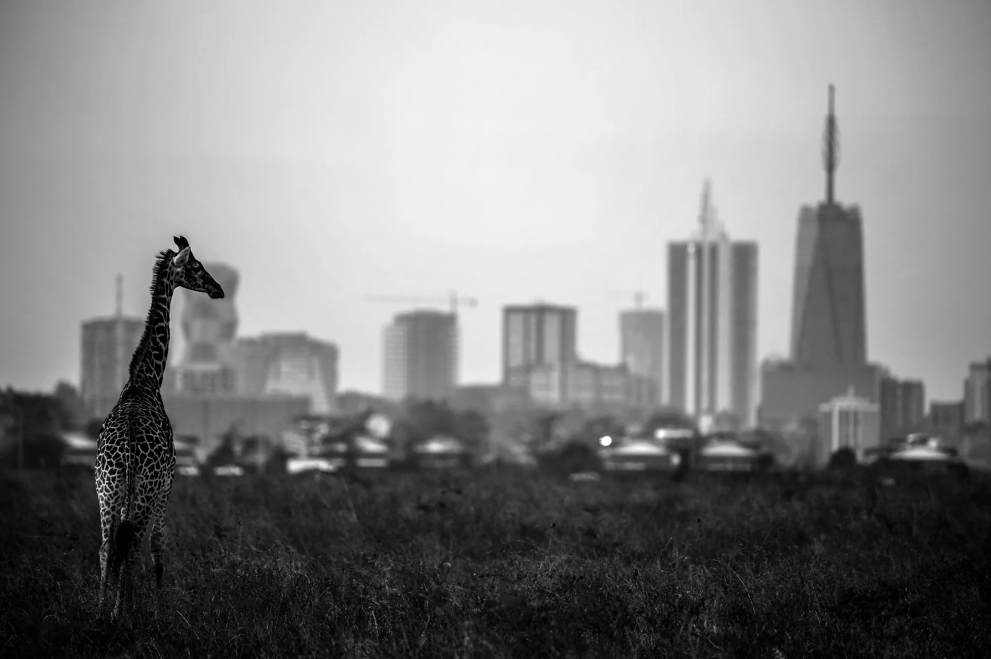 Nairobi on safari.
