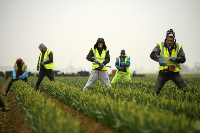 Migrant workers from Romania harvest daffodils on Taylors Bulbs farm near Holbeach, in eastern England, on March 3, 2021.