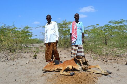 A dead cow lies in Afar region.
