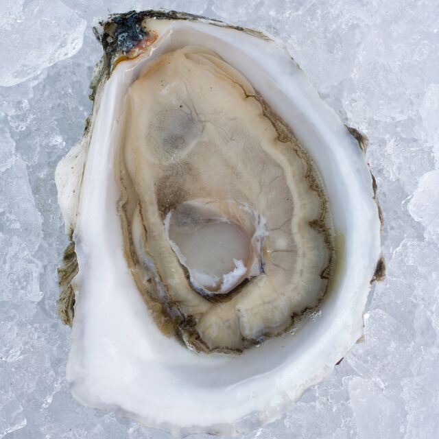 ISLAND CREEK OYSTERS