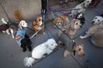 Dogs wait for a walkie in New York's Upper East Side.