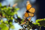 Climate Change Threatens Monarch Butterfly Migration, Eco-Tourism