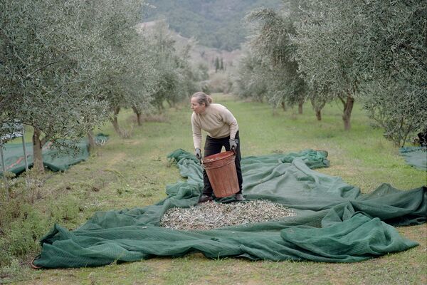 Greece’s Olive Oil Crisis Is Bad Enough to Tempt Thieves