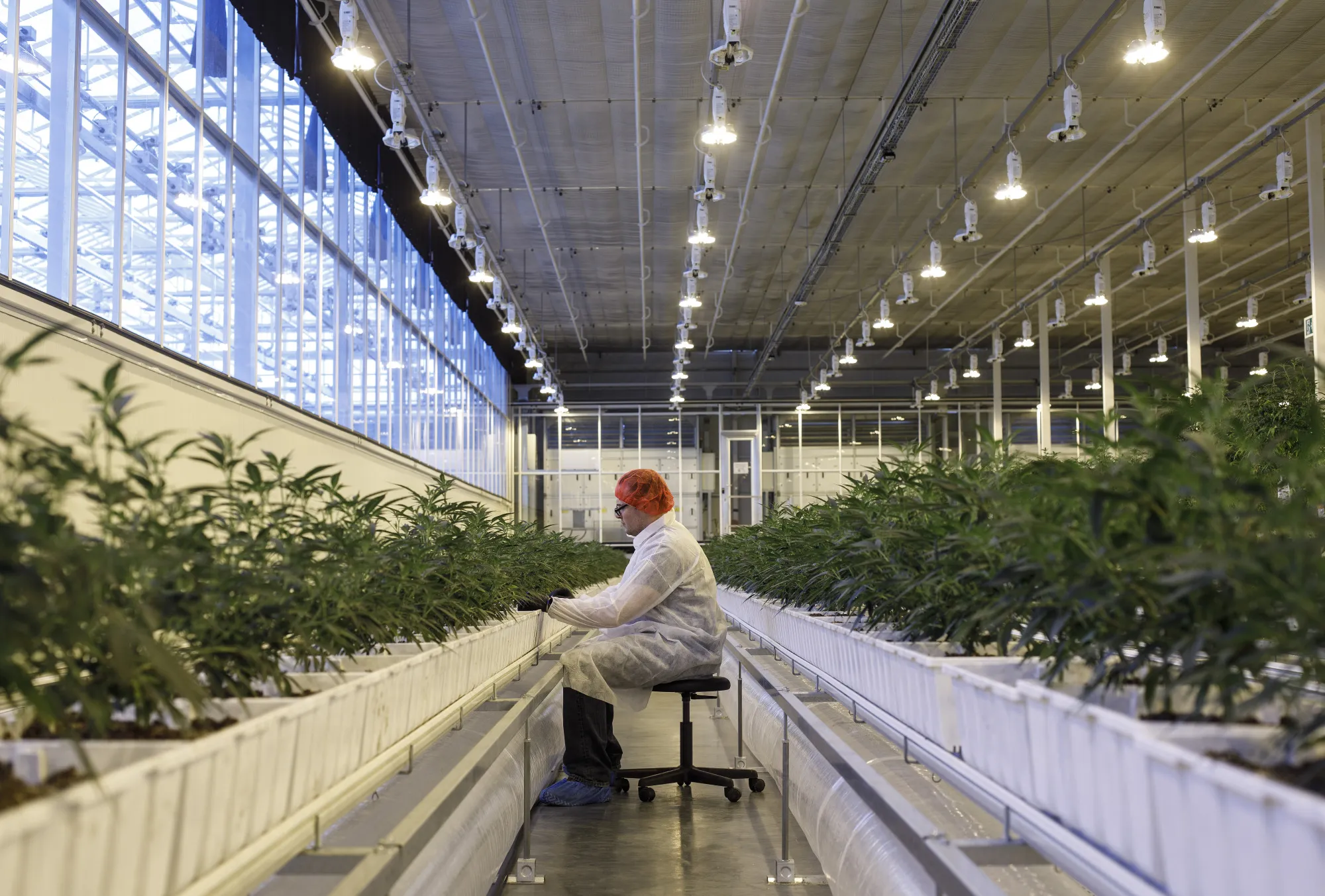 An employee tends to marijuana plants at the Aurora Cannabis facility in Edmonton, Alberta, Canada.