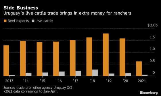 New Zealand’s Live Cattle Retreat Gives Uruguay an Opening