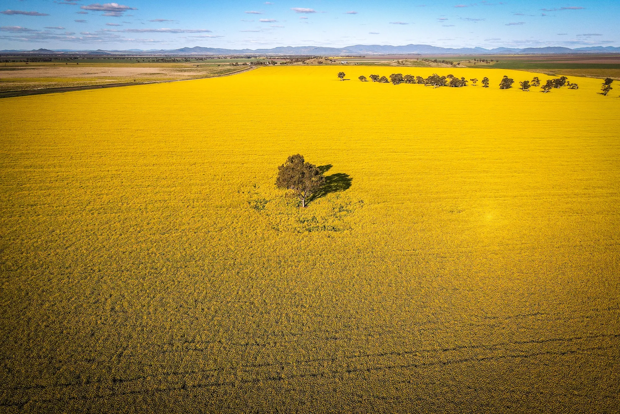 Canola growing on a farm in New South Wales.