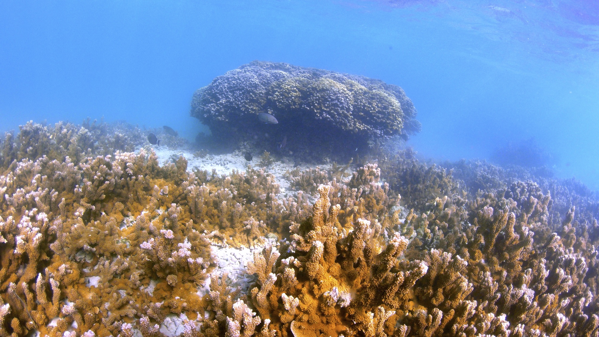 Growing Coral Reefs That Can Better Withstand Effects of Global Warming -  Bloomberg