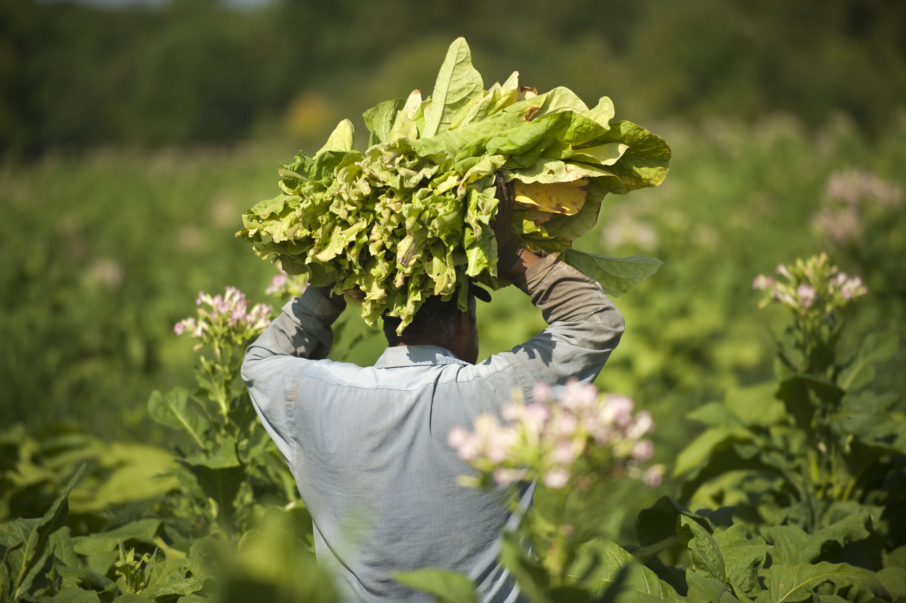 Imperial Tobacco Profit Rises Despite Impact of Iraq Conflict Bloomberg