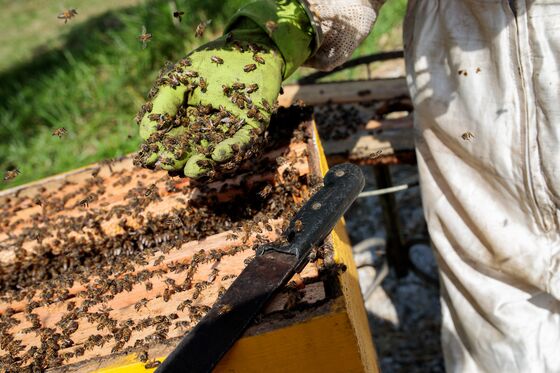 Bees Are Dropping Dead in Brazil and Sending a Message to Humans