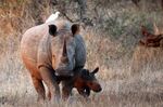 A newly born White Rhinoceros walks with it's mother in the Kruger National Park in Lower Sabie, South Africa.&nbsp;