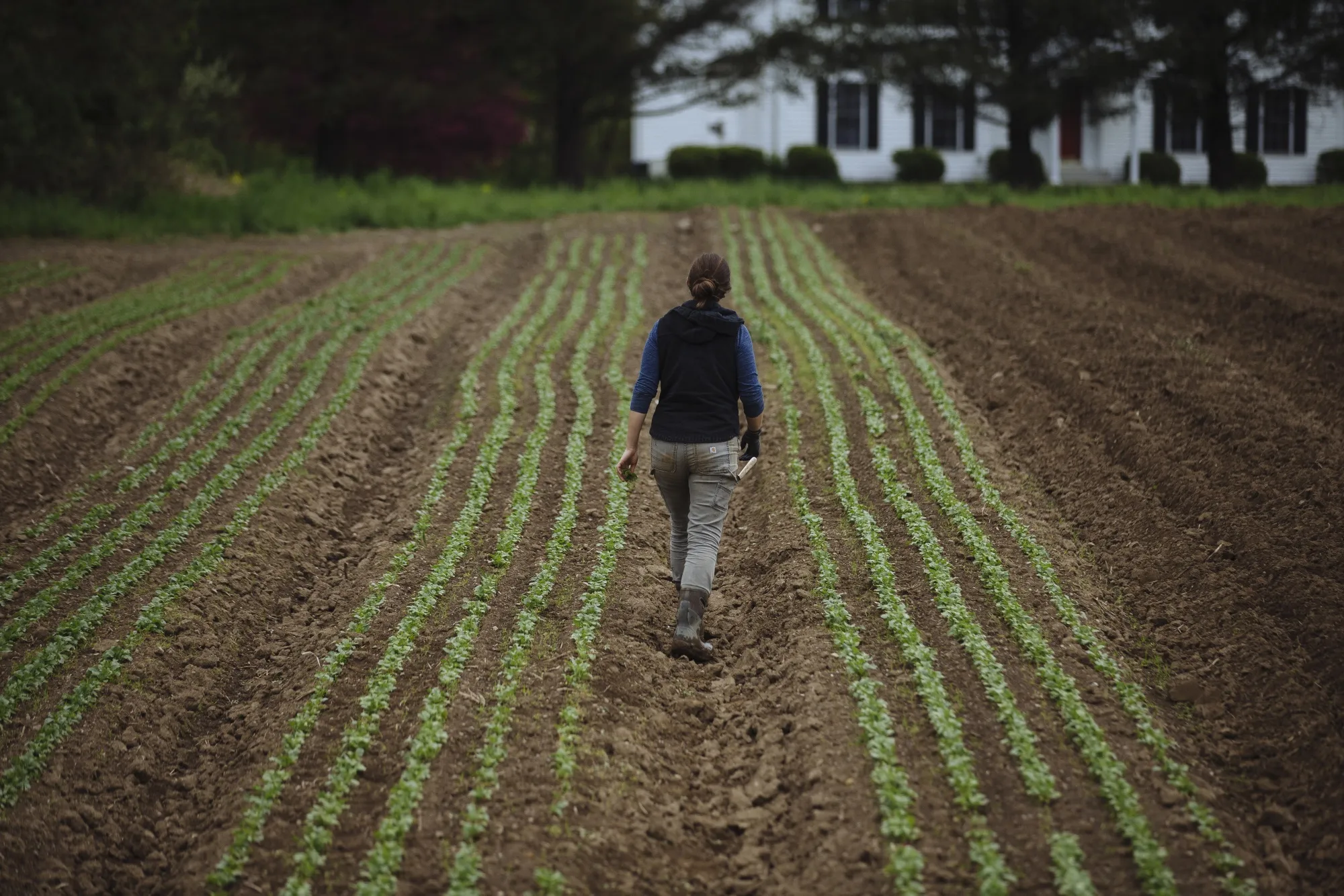 A worker walks through a field of radishes at a farm in Hudson, New York on May 18.