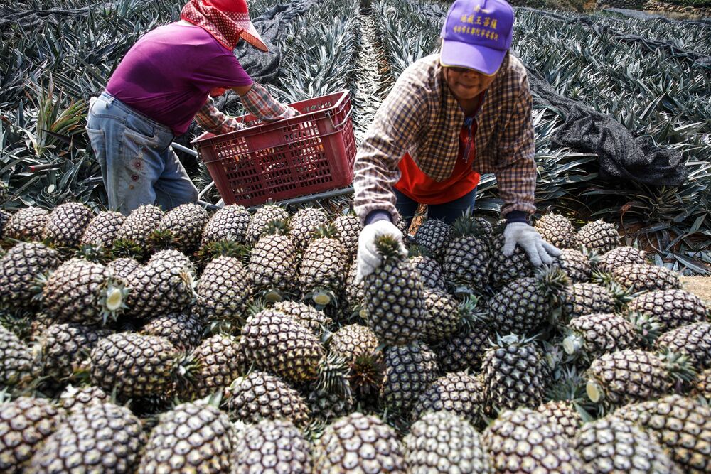 Pineapple Harvest In Taiwan Amid Latest Trade Dispute With China