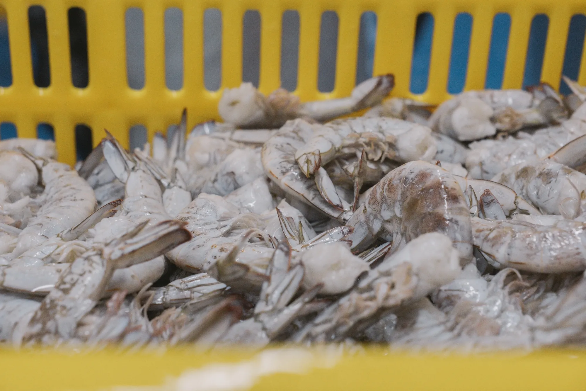 EFishery deploys feeders to fish and shrimp farmers in Indonesia.