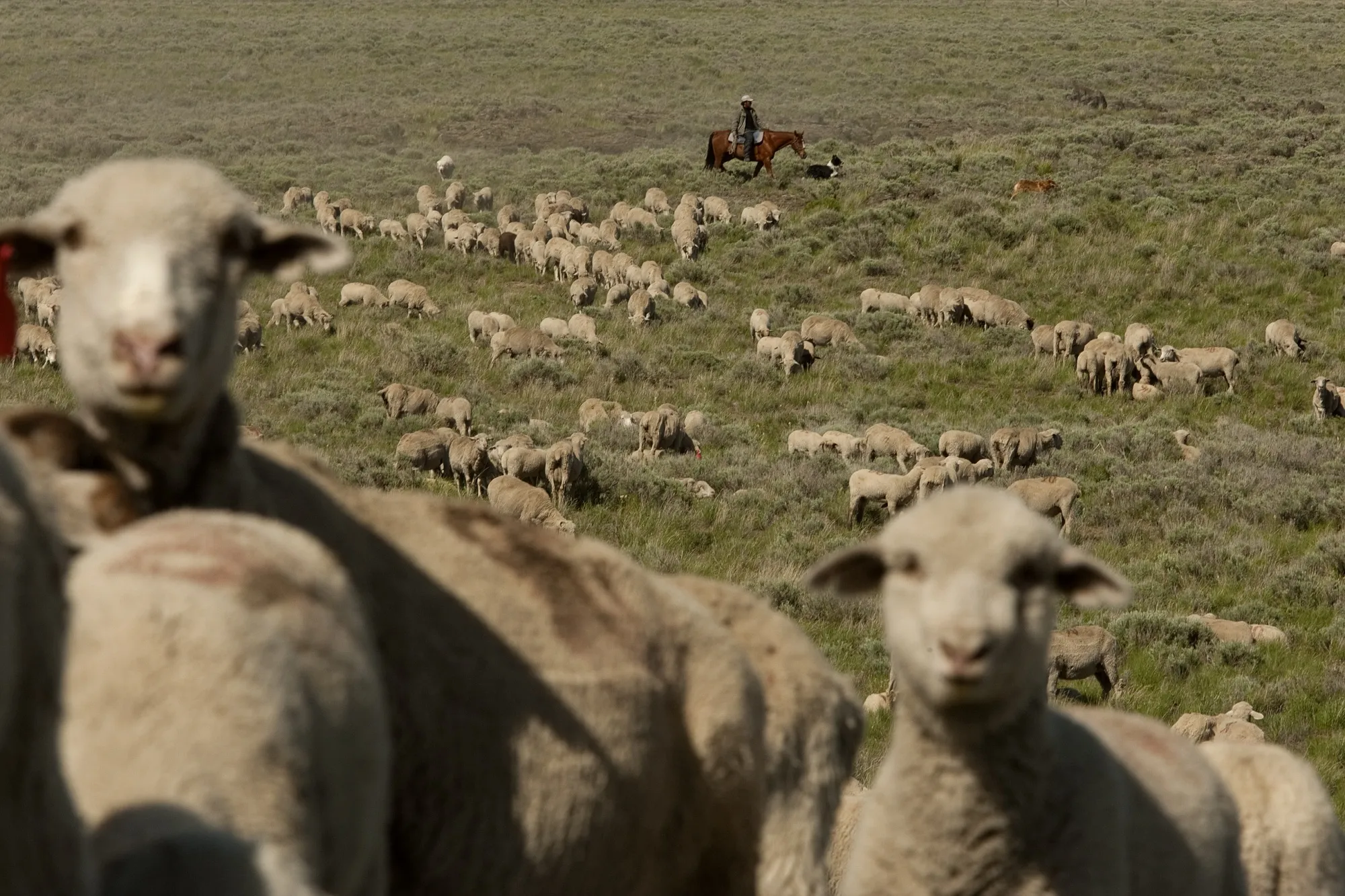 Sales of federal land could finance&nbsp;a US sovereign wealth fund. Above: Sheep grazing in Idaho.