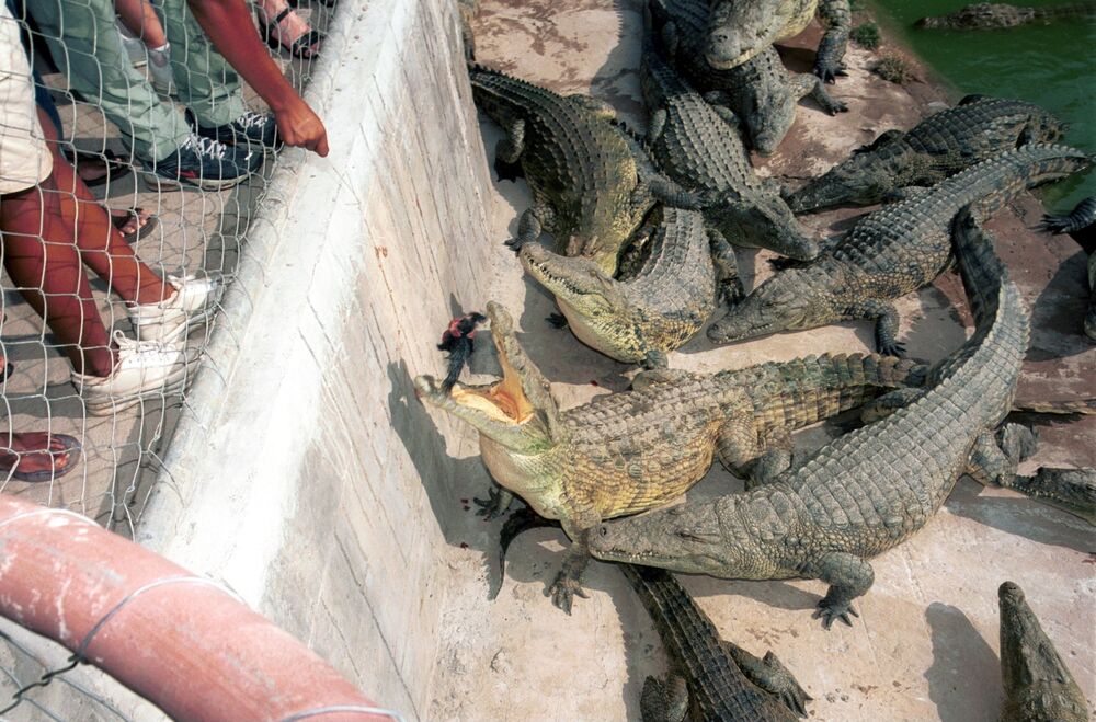 Crocodile Skin Export Tax Killing Industry Zambian Farmers Warn Bloomberg