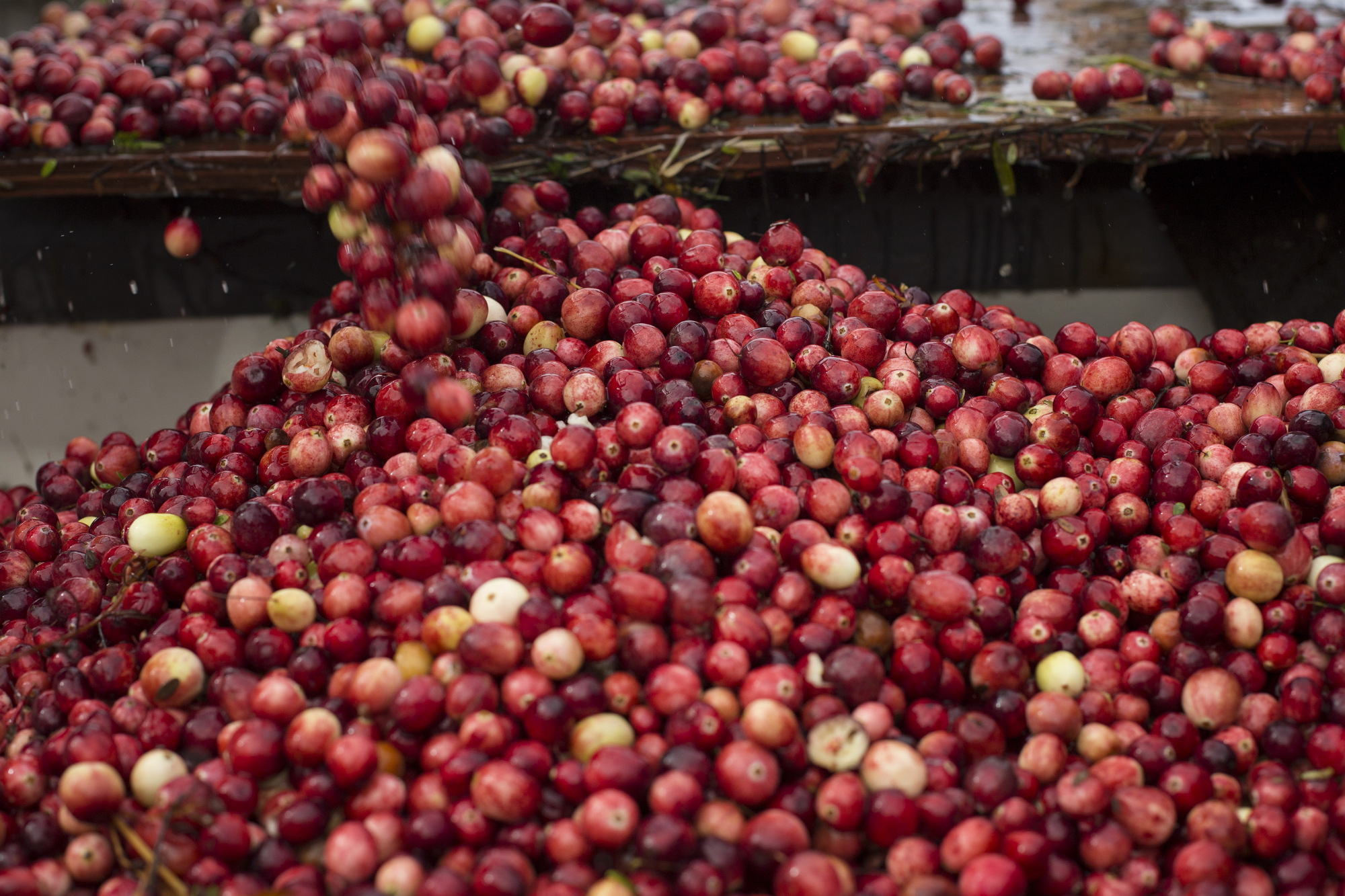 Thanksgiving Fix Ocean Spray Can Shortage Prompts Switch to Fresh