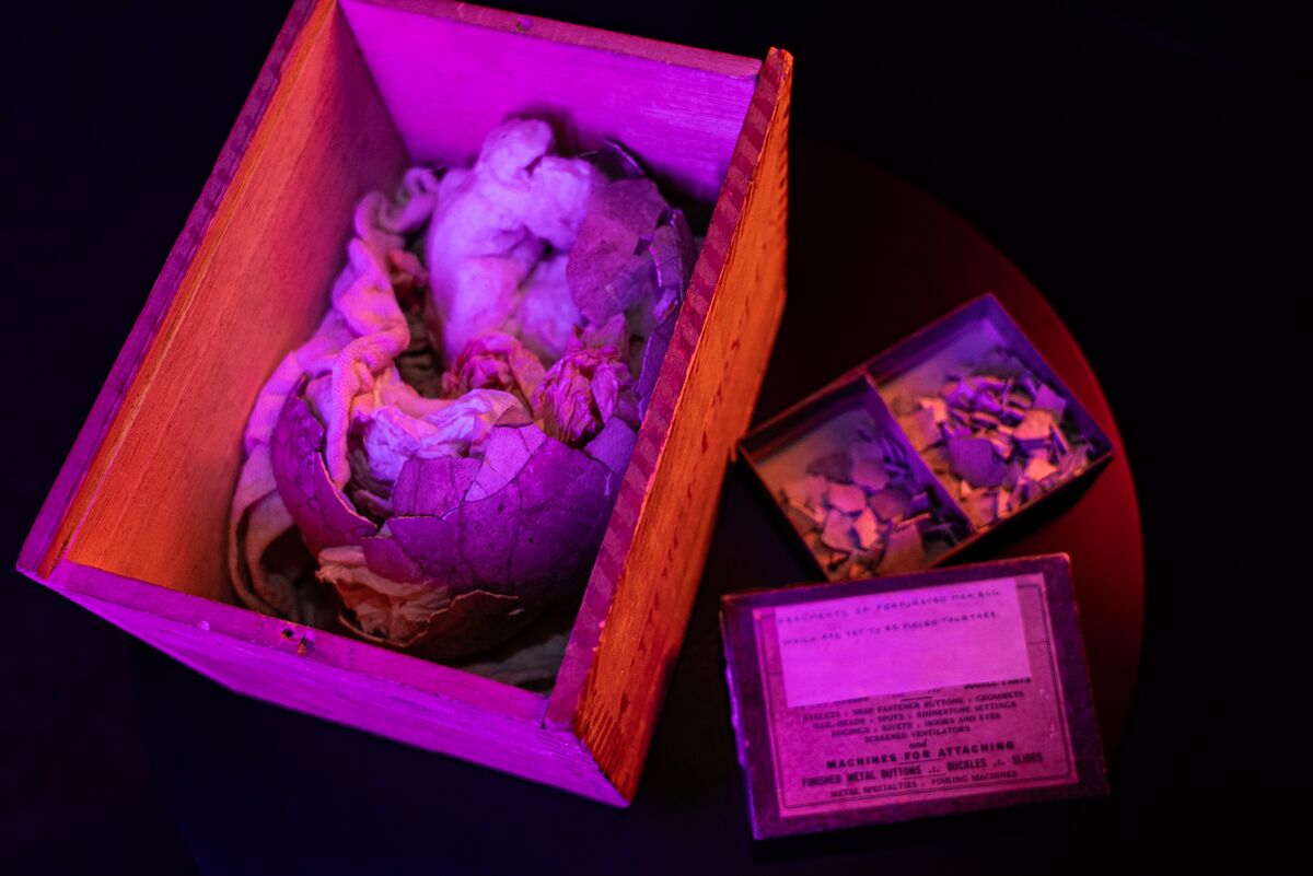 Biotech Firm Colossal Set to Return Extinct Bird’s Egg to New Zealand