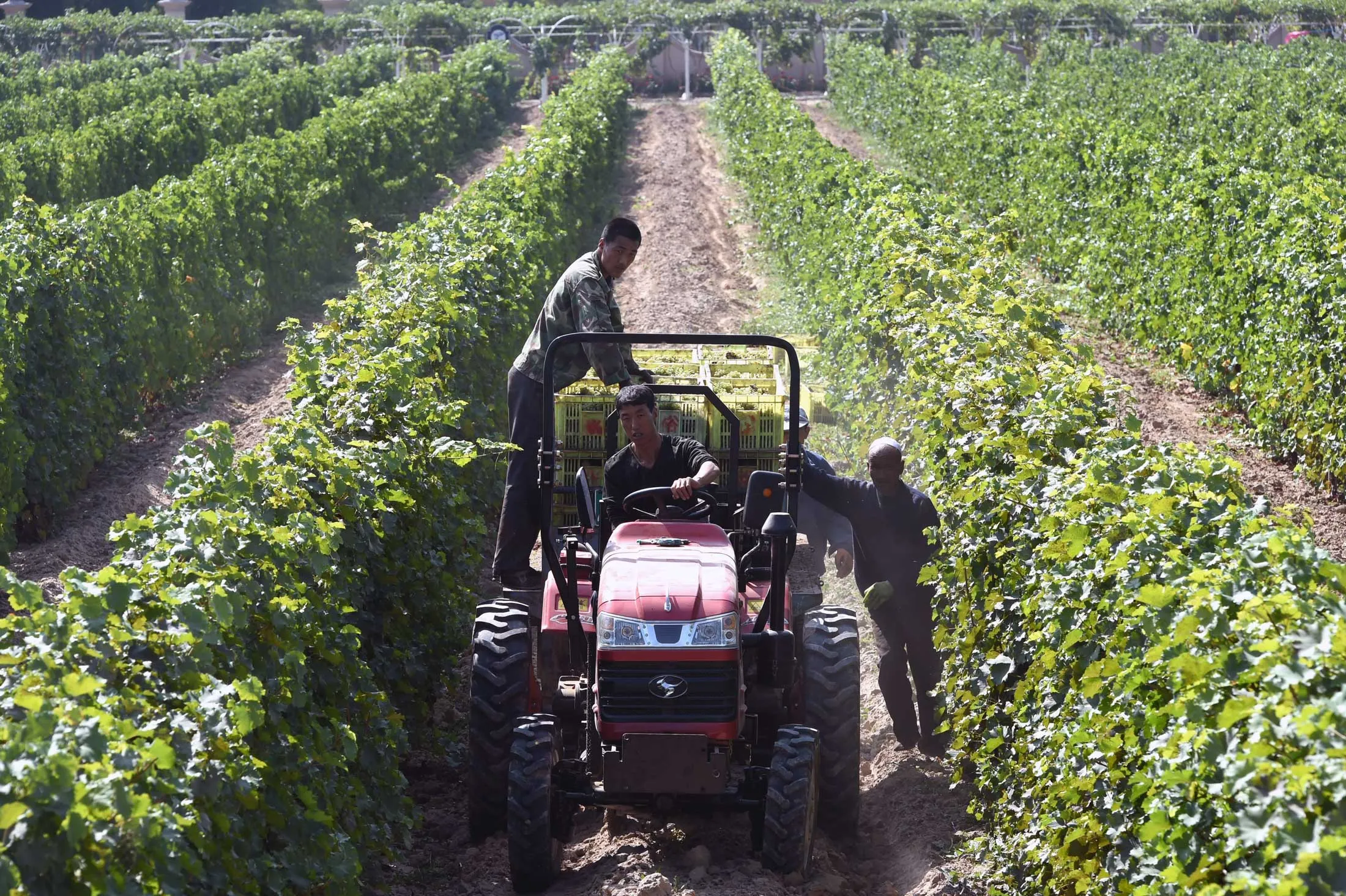 A vineyard in Yinchuan, Ningxia province, China.
