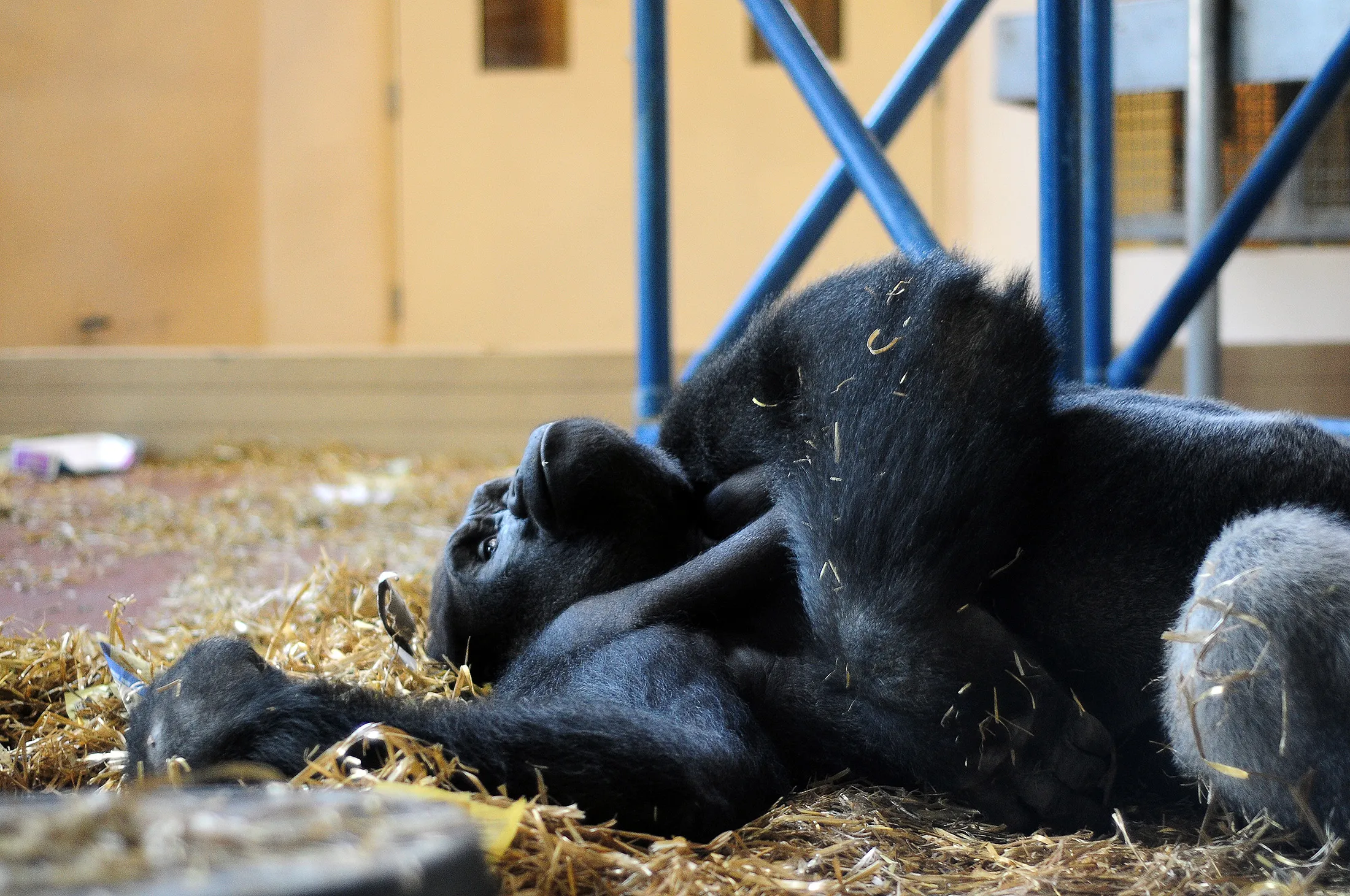 Gorilla at Philadelphia Zoo Takes Stand Against Dirty Hands