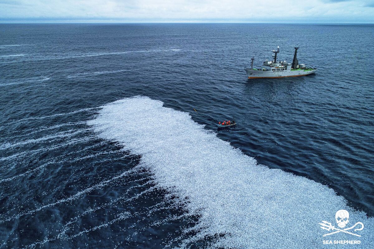 Trawler Spilling 100,000 Dead Fish Off France Ignites Outrage