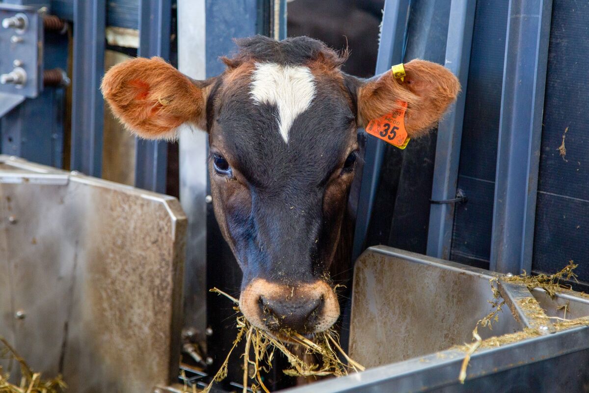 How New Zealand Became Global Laboratory for Climate Friendly Cows