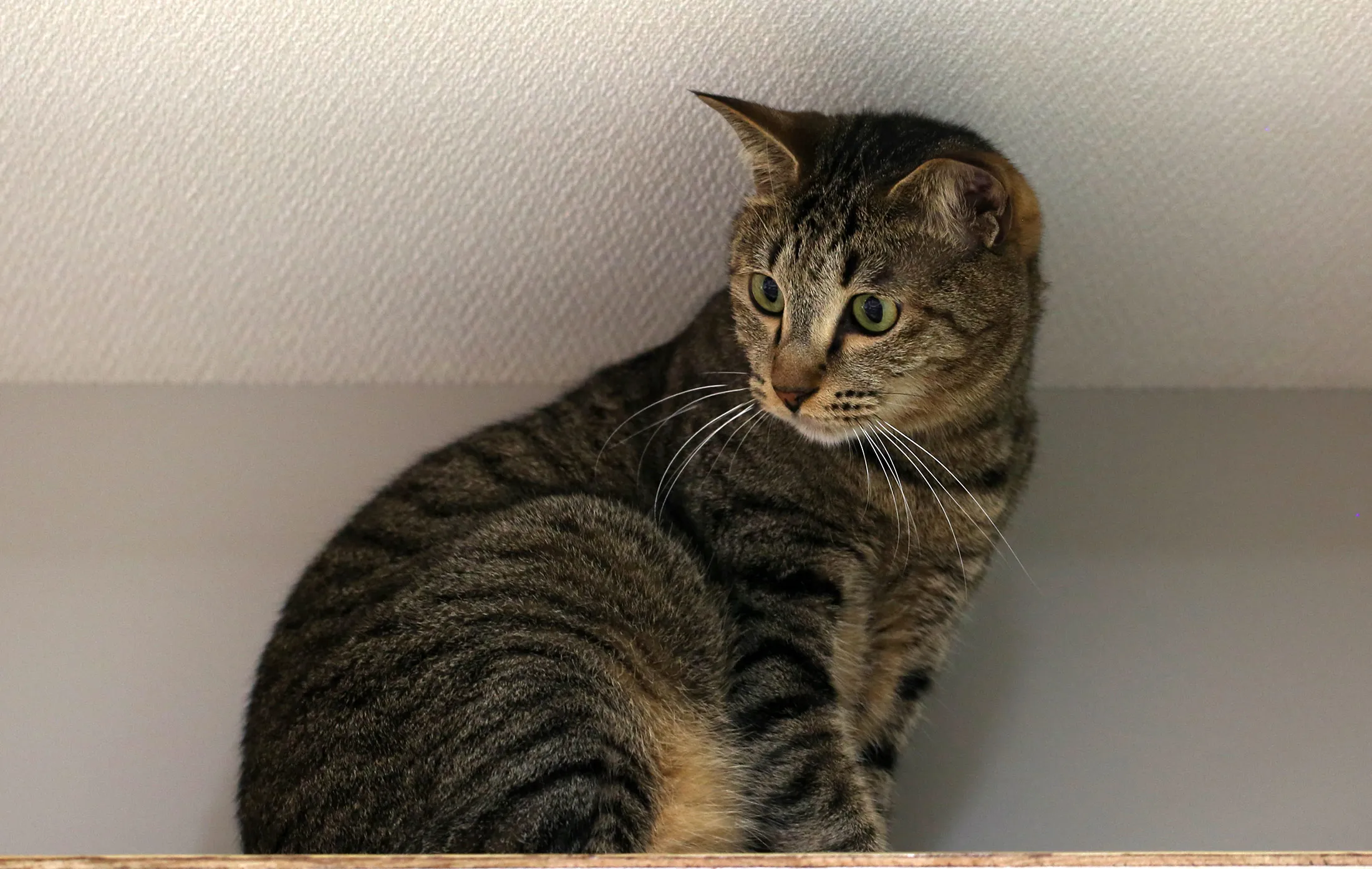 Kidney Disease-Fighting Drug Aimed at Feline-Loving Japan - Bloomberg