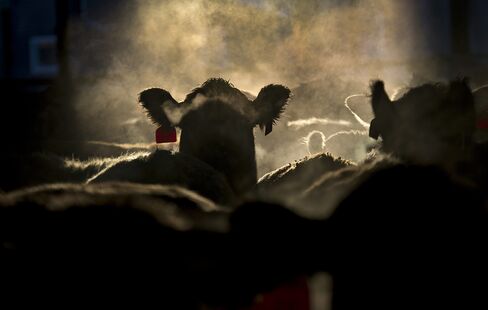 Pink Slime No Brake to Beef Rally as Herd Contracts