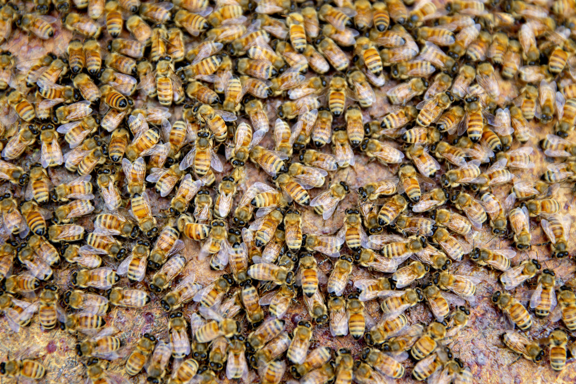 The Secret Life of Beekeepers - Country Roads Magazine