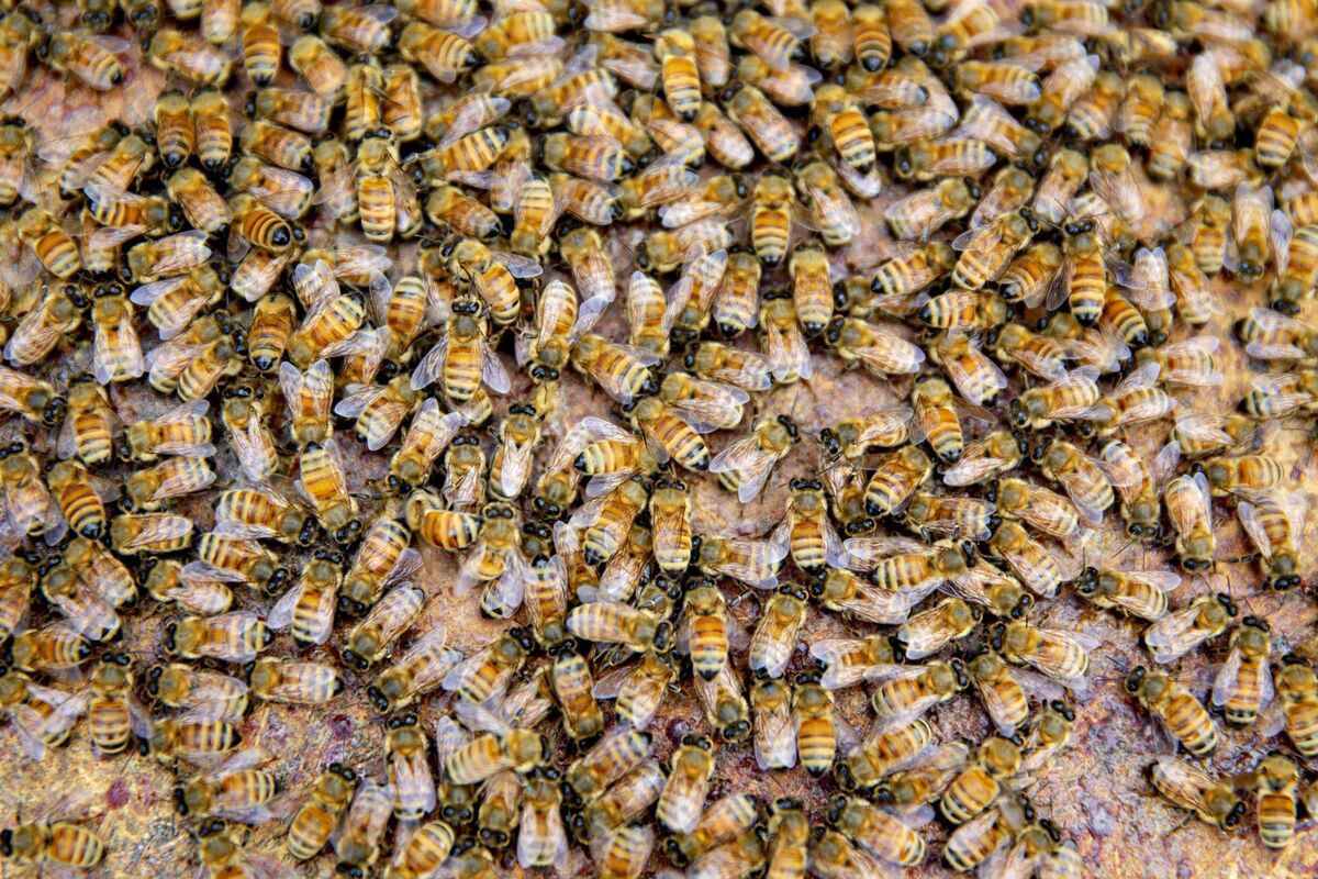 Does saving bee colonies mean breaking with tradition? - SWI