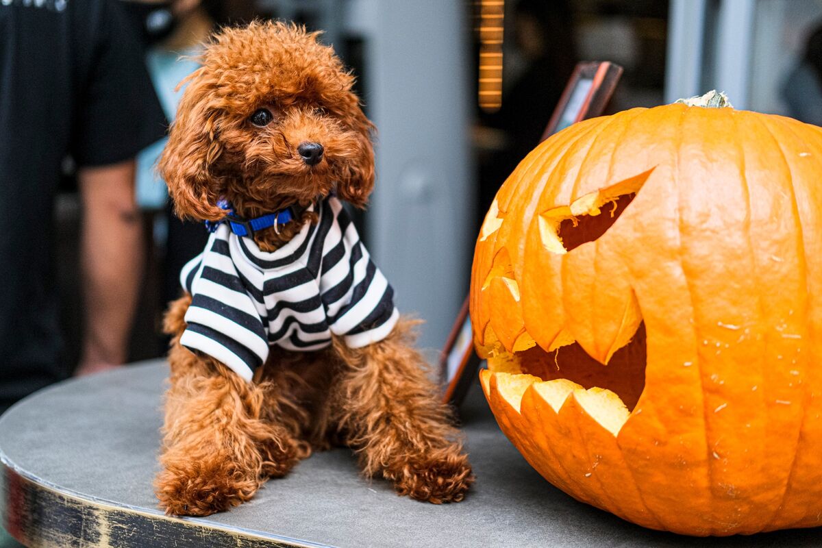 Halloween Costumes for Dogs and Calming Spray Lift Pets at Home Shares