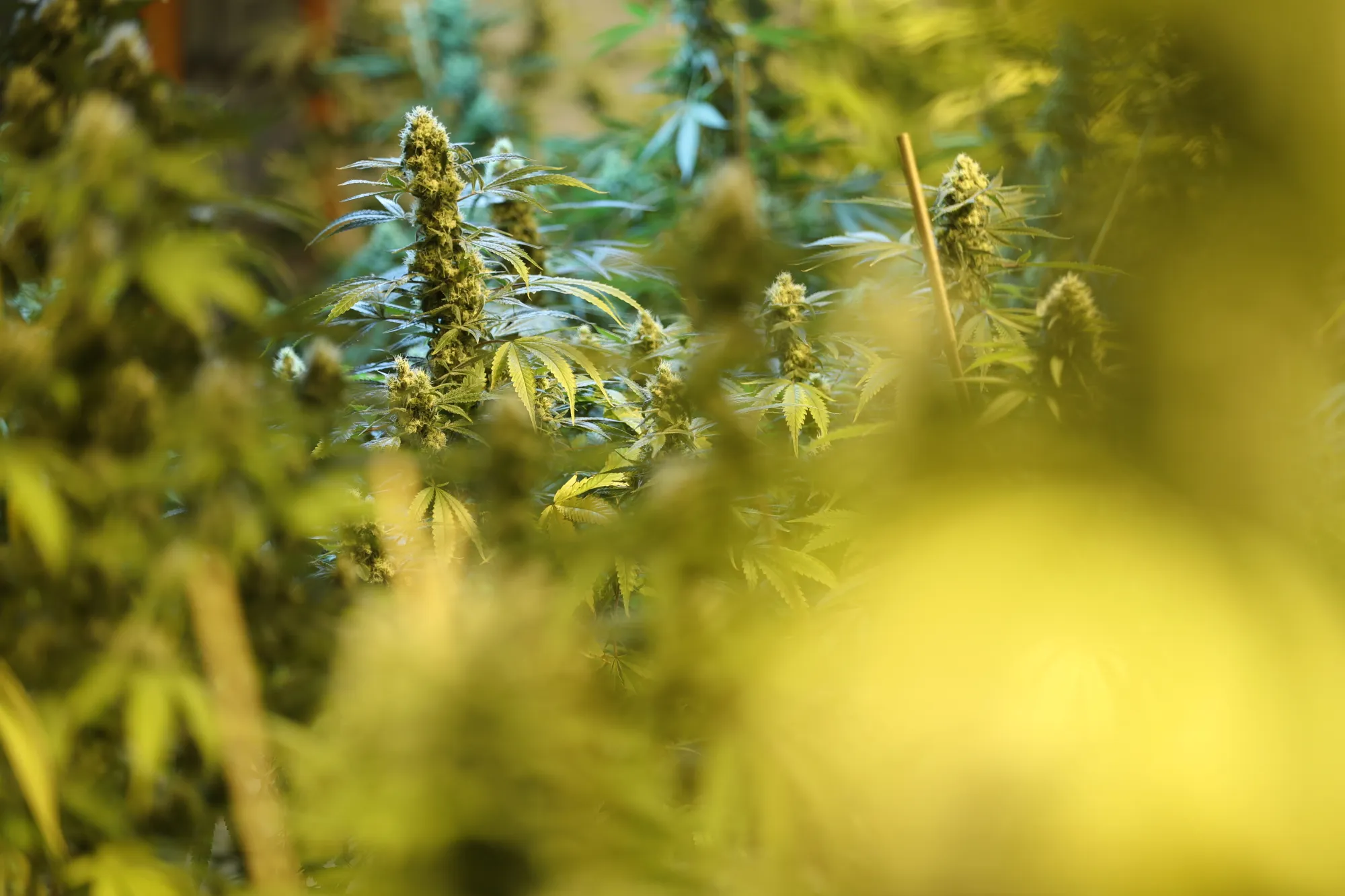 Inside A Bonify Grow Facility Amidst Marijuana Frenzy In Canada 